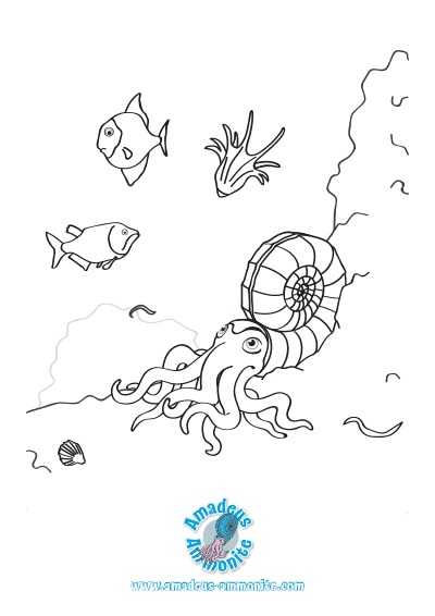 Ammonite Colouring In Sheet
